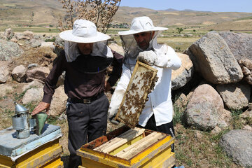 Iran: apiculture à Ardabil à l’ouest