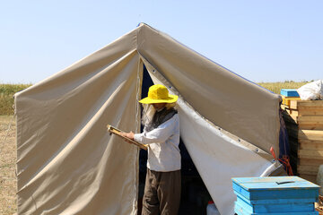 Iran: apiculture à Ardabil à l’ouest