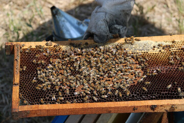 Iran: apiculture à Ardabil à l’ouest