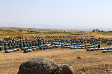 Iran: apiculture à Ardabil à l’ouest