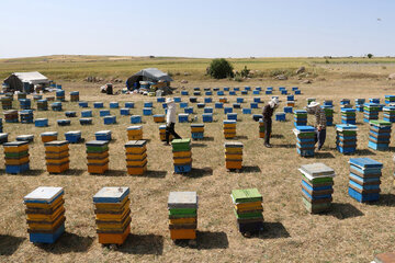 Iran: apiculture à Ardabil à l’ouest