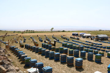 Iran: apiculture à Ardabil à l’ouest