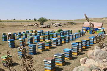 Iran: apiculture à Ardabil à l’ouest