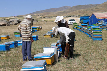 Iran: apiculture à Ardabil à l’ouest