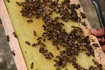 Iran: apiculture à Ardabil à l’ouest