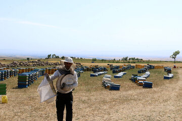 Iran: apiculture à Ardabil à l’ouest