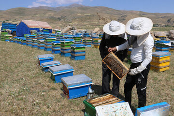 Iran: apiculture à Ardabil à l’ouest