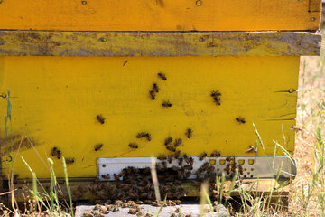 تولید عسل سبلان
