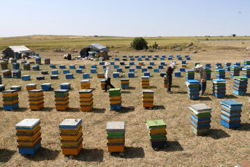 تولید عسل سبلان