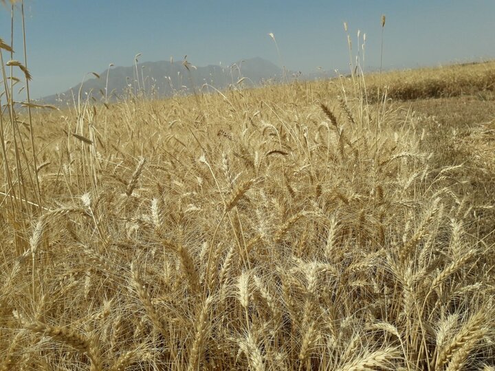 خرید تضمینی گندم، تمهید دولت برای تامین امنیت غذایی 5