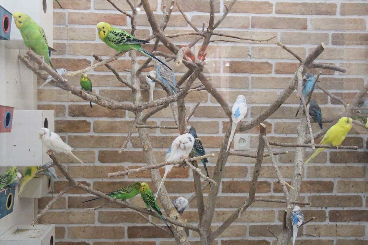 آواز حزین پرندگان دزفول