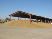 بیش از ۱۰ هزار تُن گندم در مهاباد خریداری شد