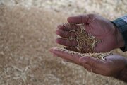 کسری گندم مفقود شده گلستان به ۳۷۰۰ تُن کاهش یافت 