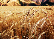 اجرای کشت قراردادی گندم در مزارع دیم و آبی در سال زراعی آینده