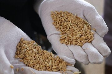 کشف ۴۰ تن گندم غیر قابل استفاده در حمیدیه