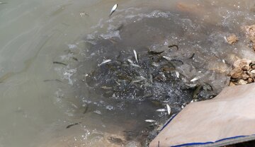 یک میلیون قطعه بچه ماهی در ورودی تالاب شادگان رهاسازی شد
