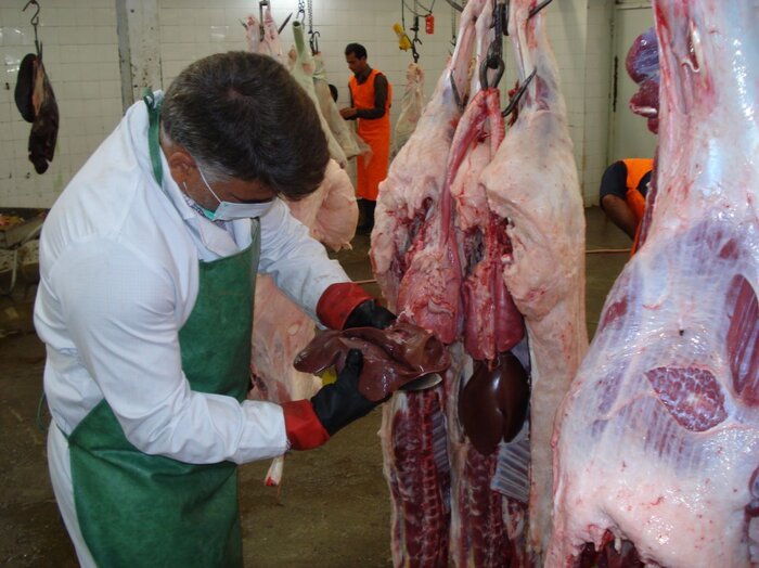 تولید گوشت در قزوین سالانه پنج درصد رشد دارد