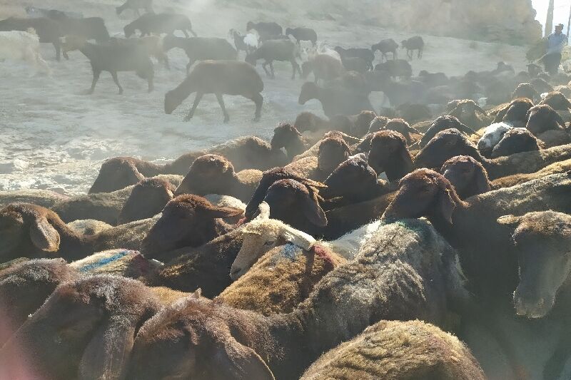  ۱۳۸ هزار راس از جمعیت دامی میاندوآب علیه بروسلولز مایه‌کوبی شدند