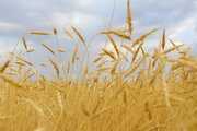 Komican şehrinde buğday hasadı