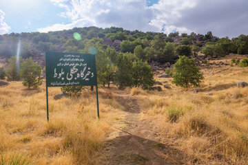 رها سازی یک بطانه سنجاب در ذخیرگاه جنگلی بلوط شازند