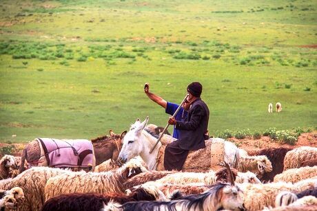 رشد ۳۰ درصدی جمعیت دام عشایر خراسان رضوی 