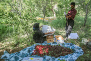 برداشت ۲۰ هزار تن گیلاس و آلبالو در کردستان