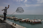 صید ماهی حلواسفید در صیدگاه‌های شمال غرب خلیج فارس ممنوع شد