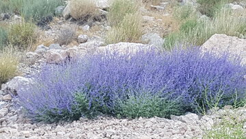 گل‌های وحشی کوهساران بیارجمند شاهرود در تابستان