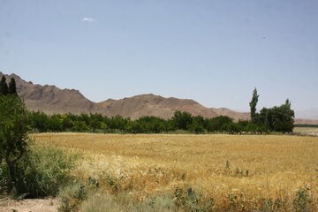 مزرعه کشاورز نمونه استان یزد در ابرکوه