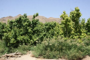 مزرعه کشاورز نمونه استان یزد در ابرکوه