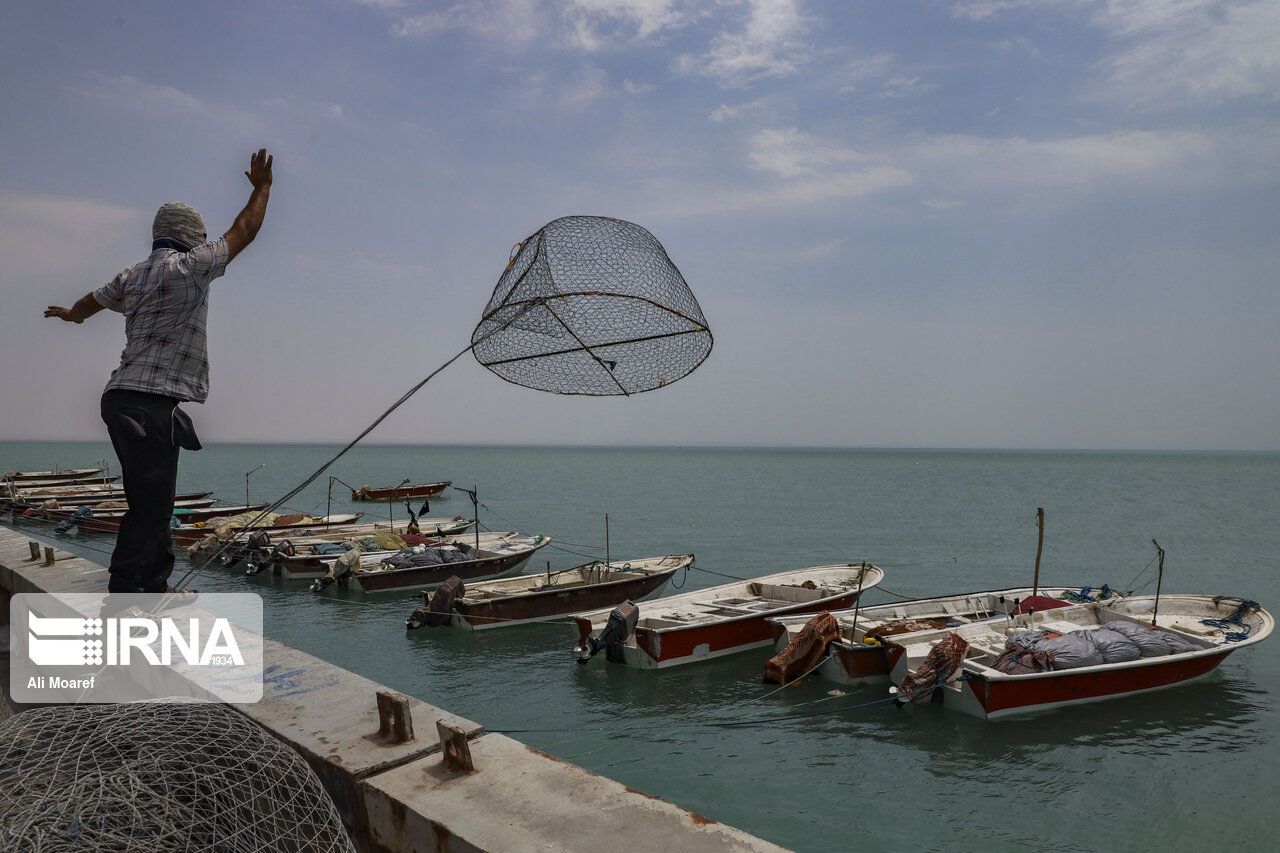 ممنوعیت صید ماهی شوریده در صیدگاه‌های شمال غرب خلیج فارس