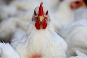 تلفات مرغ گوشتی در قم ۳۶ درصد کاهش‌ یافته است