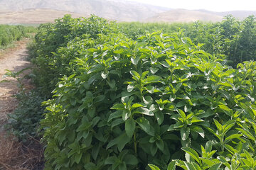 موفقیت محققان ایرانی در افزایش عملکرد گیاه استویا