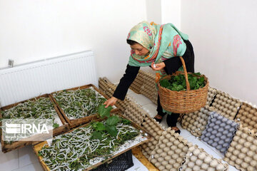 Sericulture in Northwestern Iran