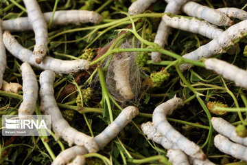 Sericulture in Northwestern Iran