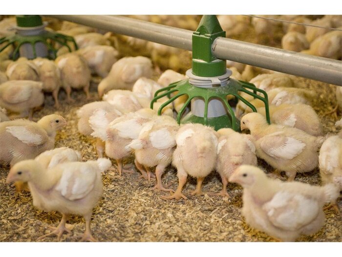 جوجه‌ریزی واحدهای مرغداری در سیستان‌وبلوچستان ۵۰ درصد افزایش یافت