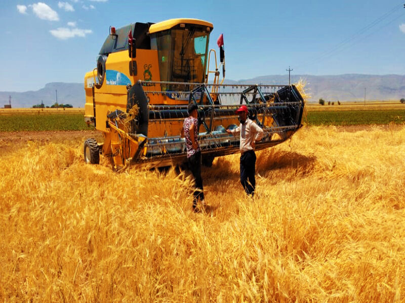 ۱۰ هزار تن گندم از کشاورزان در اشنویه خریداری شد