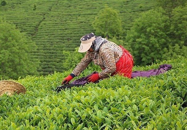 افزایش ۲۰۰ درصدی نرخ خرید تضمینی چای در دولت تدبیر و امید 