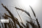 متوسط "سن‌زدگی" گندم در مهاباد به ۳۵ درصد استاندارد خرید رسید