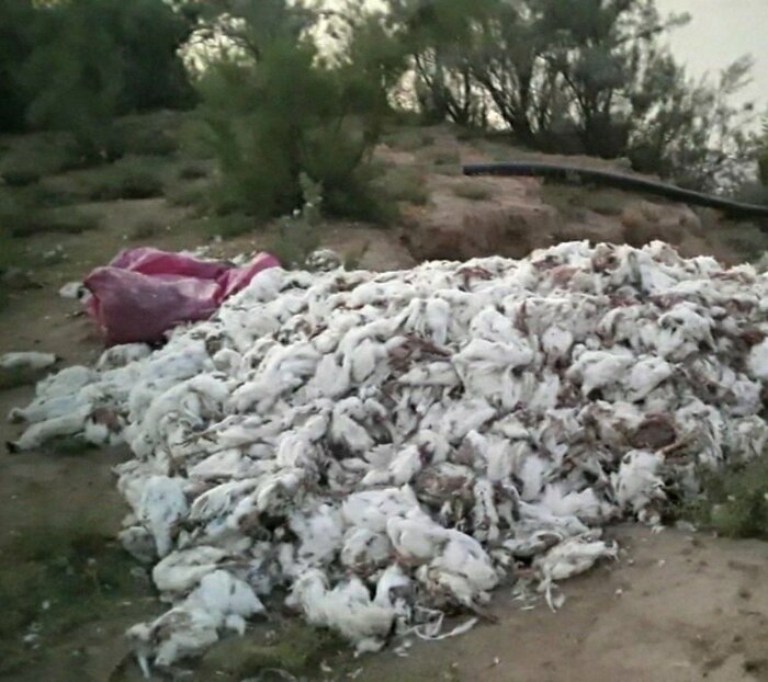 دفن لاشه مرغ‌های رها شده در حاشیه کارون