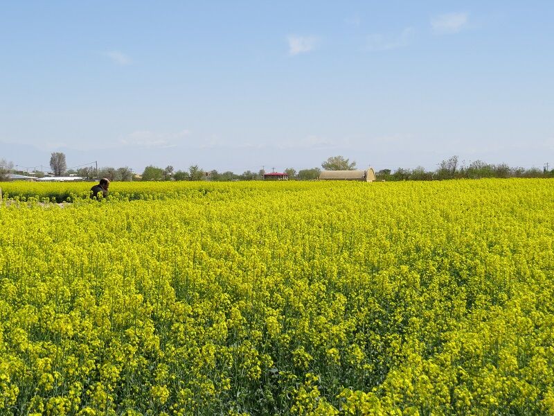 کشت پاییزه کلزا در سیستان و بلوچستان آغاز شد