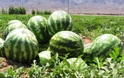 پیش‌بینی برداشت ۴۰ تن هندوانه دیم در کازرون