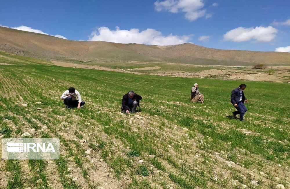 1300 کارگر بخش کشاورزی در سبزوار و جغتای بیمه شدند