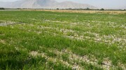برنج به روش خشکه‌کاری برای اولین بار در کازرون کشت شد 