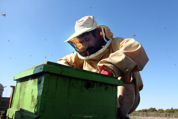 La récolte du miel de forêt dans le nord de l’Iran