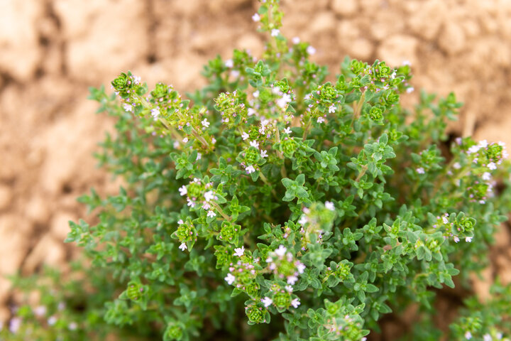 گیاهان خوراکی، هدیه بهاری طبیعت به خراسان شمالی