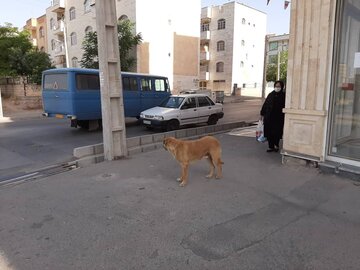 ۶۰ قلاده سگ بدون صاحب در مهاباد زنده‌گیری شد