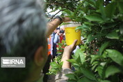 افزایش فراگیری آفت مگس مدیترانه‌ای در باغات گلستان 