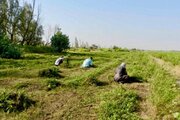 برداشت چین دوم حنا در دلگان آغاز شد 