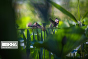 Haidarkola Wetland; Beautiful tourist attraction in Northern Iran